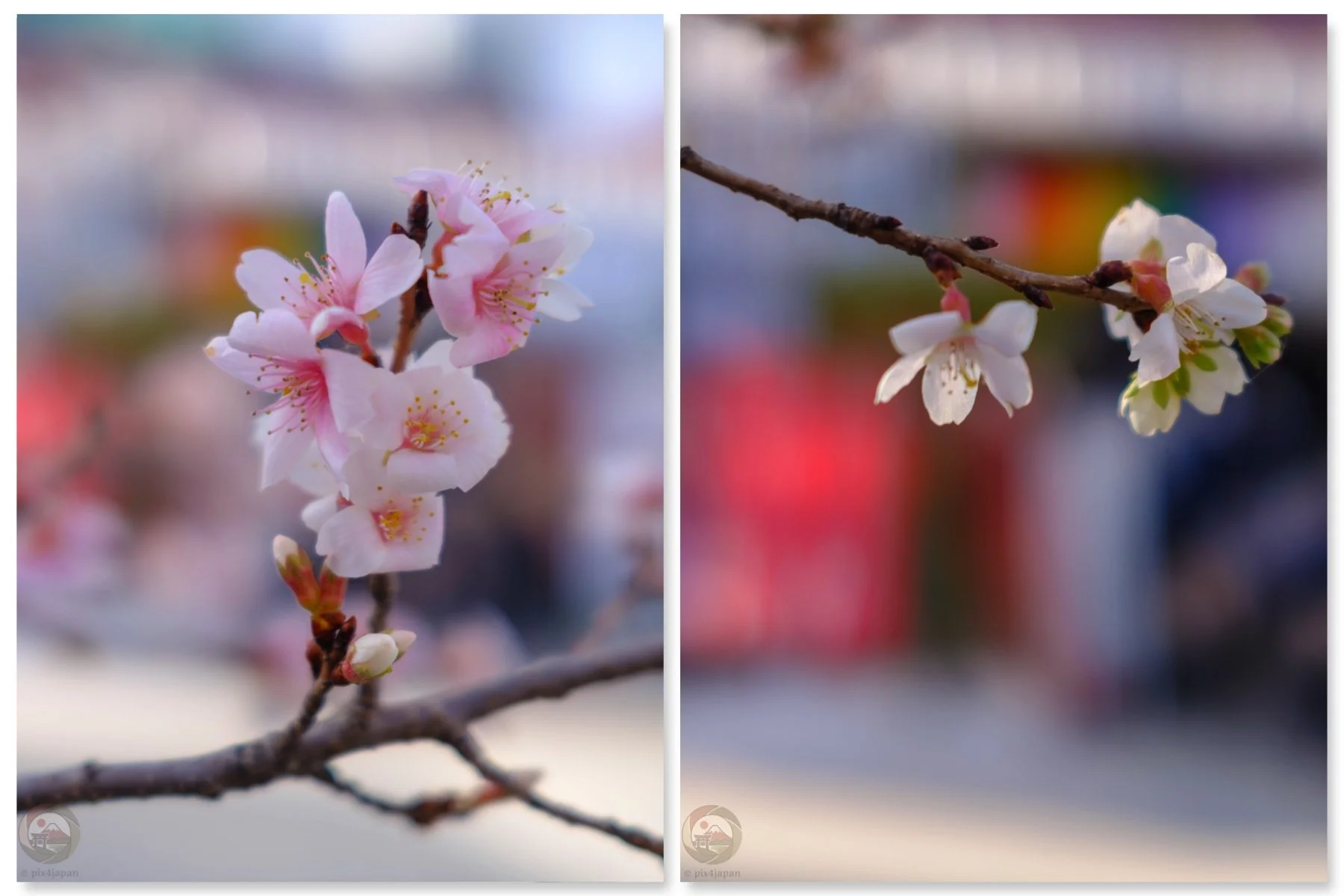 Kanzakura: Early Bloomer in Winter・寒桜とは？冬から早春に咲く